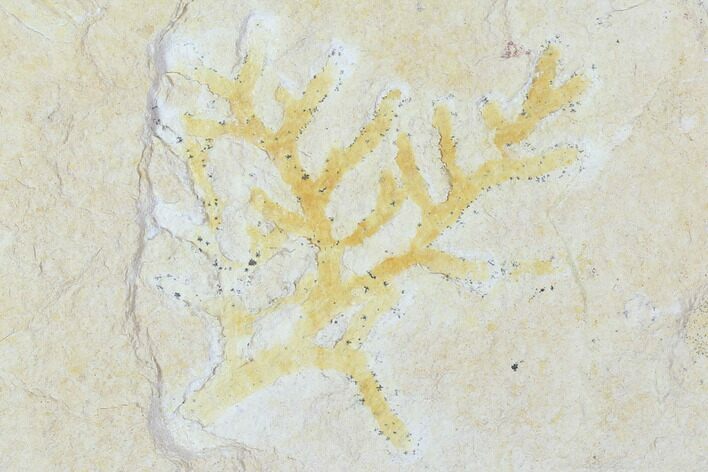 Fossil Plant (Brachyphyllum) - Solnhofen Limestone, Germany #100809